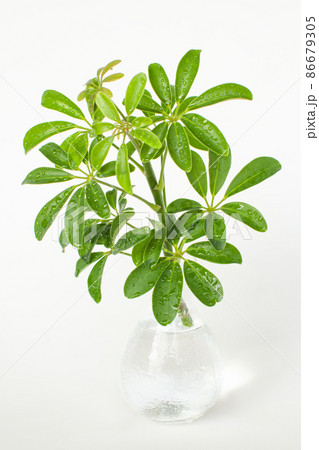 ガラス器に飾られた観葉植物「シェフレラ」 ガラス器に飾られた観葉植物「シェフレラ」 86679305