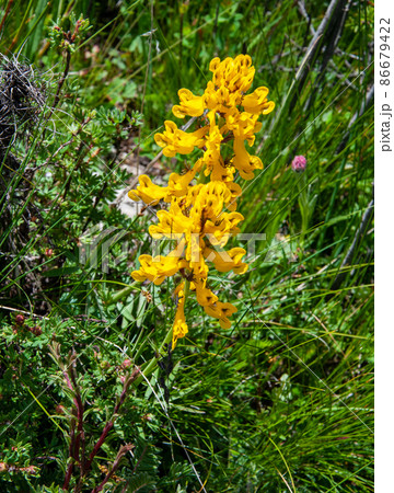 中国青海省久治県 桑赤山峠に咲くケシ科キケマン属 Corydalis linarioides 中国青海省久治県 桑赤山峠に咲くケシ科キケマン属 Corydalis linarioides 86679422