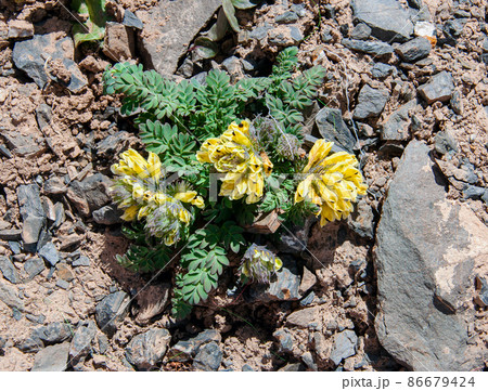 中国　青海省　巴顔喀拉峠に咲くケシ科キケマン属　Corydalis scaberula 86679424