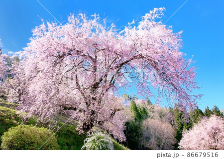小川村・番所の桜 86679516