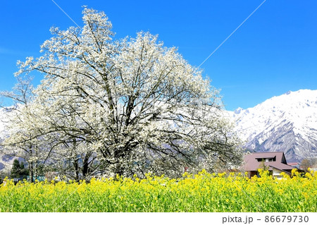 白馬村・四十九院のコブシ 86679730
