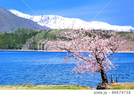 青木湖の桜 86679738