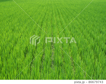 奈良県 奈良市 田園風景 奈良県 奈良市 田園風景 86679743