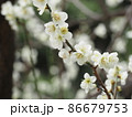 春の白い梅の花 86679753