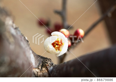 ハクバイ（白梅）咲き始め 86679886