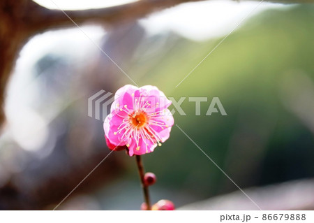 一輪だけ咲き続けるコウバイ（紅梅） 86679888