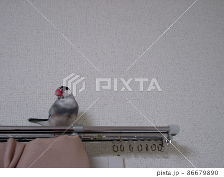 カーテンレールの上の桜文鳥 86679890