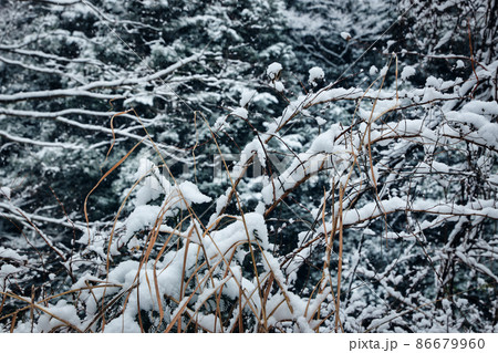 枯草に降り積る雪 枯草に降り積る雪 86679960