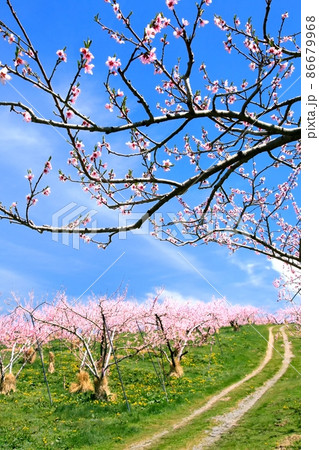 丹霞郷のモモ畑 丹霞郷のモモ畑 86679968