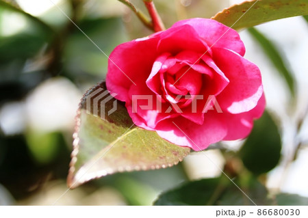 1月に咲くサザンカ(山茶花) この冬の見納めです 1月に咲くサザンカ(山茶花) この冬の見納めです 86680030