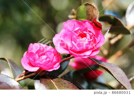 1月に咲くサザンカ（山茶花）  この冬の見納めです 86680031