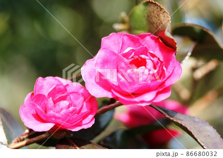 1月に咲くサザンカ（山茶花）  この冬の見納めです 86680032