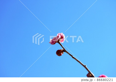 冬の青空に映えるコウバイ（紅梅） 86680221