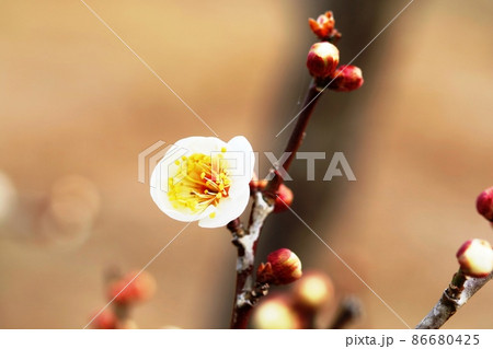 花数が増えてきたハクバイ(白梅) 花数が増えてきたハクバイ(白梅) 86680425