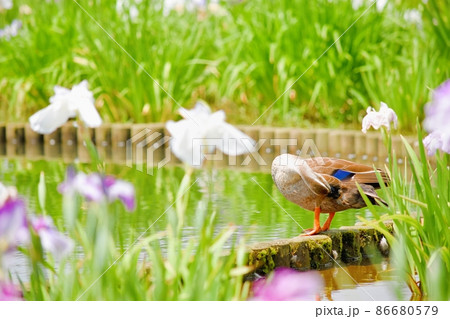 花菖蒲とカルガモ 花菖蒲とカルガモ 86680579