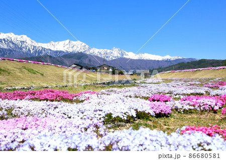 農具川河川公園のシバザクラと北アルプス 農具川河川公園のシバザクラと北アルプス 86680581