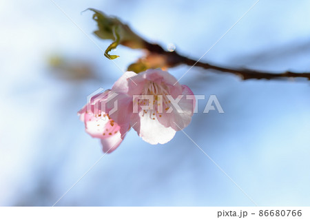 代々木公園　早咲きの河津桜　蕾 86680766
