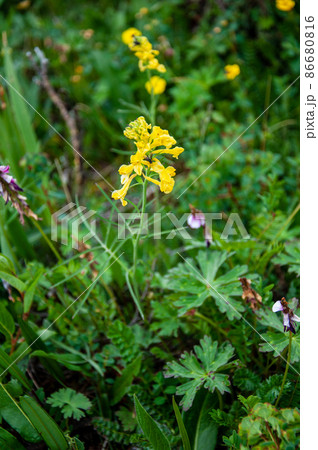 中国　四川省　白玉県　甘白路登山口に咲くケシ科キケマン属　Corydalis linarioides 86680816