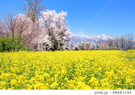 飯山・菜の花公園 86681194