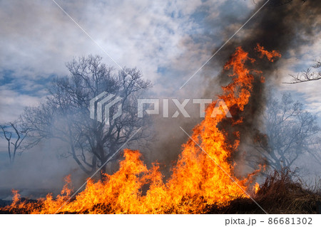 燃える林 86681302