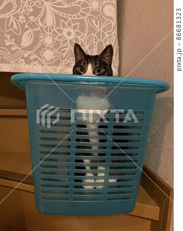 洗濯かごに入っている猫 86681323