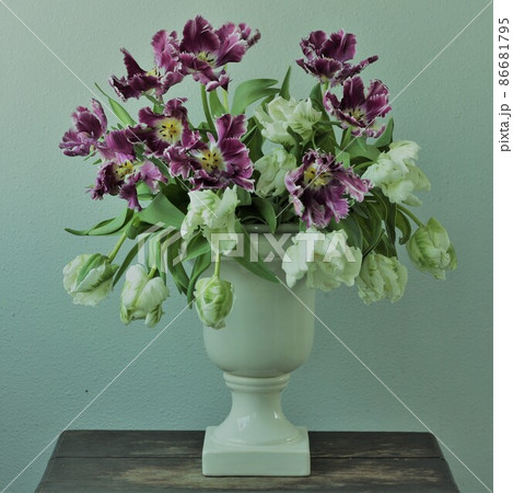 白紫 白紫 86681795