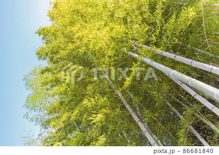 新緑イメージ 竹と緑 緑 青葉 竹林 竹 新緑イメージ 竹と緑 緑 青葉 竹林 竹 86681840