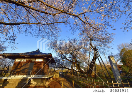 石戸蒲桜に東光寺と境内の桜 86681912