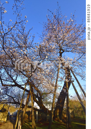 石戸蒲桜（東光寺境内） 86681919