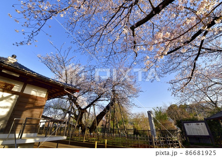 石戸蒲桜に東光寺と境内の桜 86681925