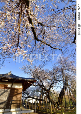 石戸蒲桜に東光寺と境内の桜 石戸蒲桜に東光寺と境内の桜 86681927