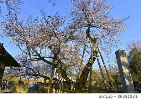 石戸蒲桜に東光寺と境内の桜 86681931