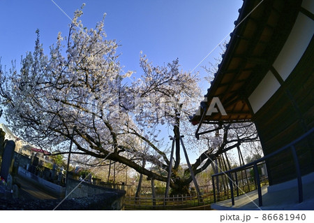 石戸蒲桜(東光寺境内) 石戸蒲桜(東光寺境内) 86681940