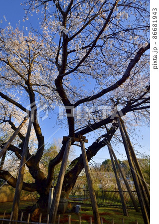 石戸蒲桜（東光寺境内） 86681943