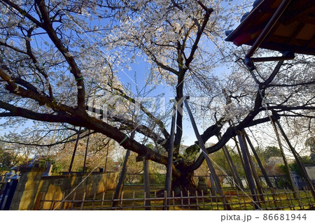 石戸蒲桜(東光寺境内) 石戸蒲桜(東光寺境内) 86681944