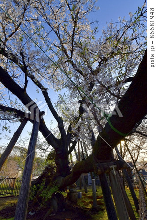 石戸蒲桜（東光寺境内） 86681948
