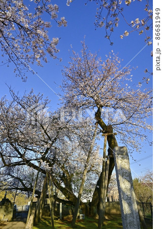 石戸蒲桜に東光寺境内の桜 石戸蒲桜に東光寺境内の桜 86681949