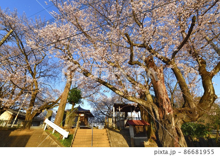 石戸蒲桜に東光寺と境内の桜 石戸蒲桜に東光寺と境内の桜 86681955