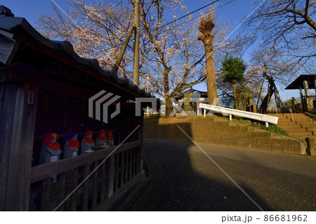 石戸蒲桜に東光寺と境内の桜に地蔵小屋 86681962