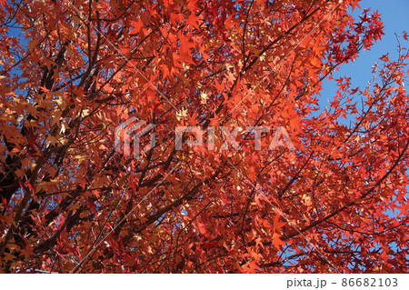 紅葉 86682103