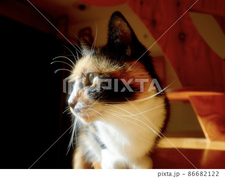 三毛の子猫の横顔 86682122