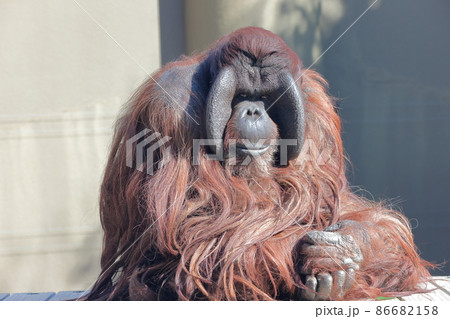 オラウータン 86682158