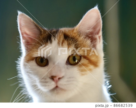 不安そうな表情の三毛の仔猫 86682539