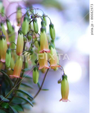 可愛い釣鐘状ウェンディの花　＊縦長長方形構図 86682973