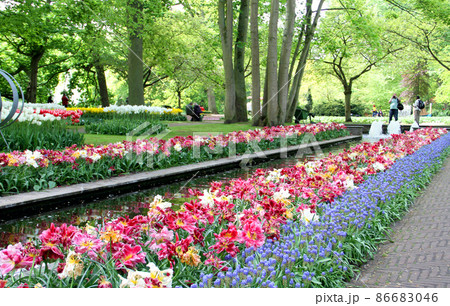 キューケンホフ公園の広大なお花畑 キューケンホフ公園の広大なお花畑 86683046