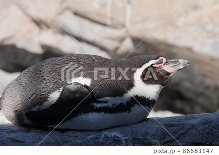 フンボルトペンギン 86683147