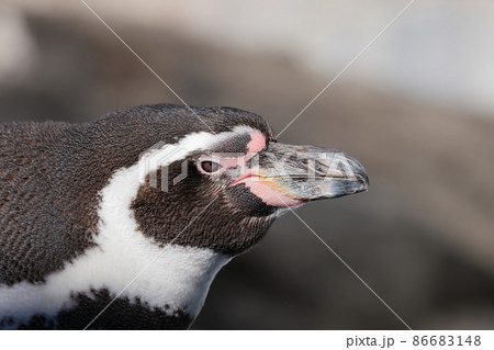 フンボルトペンギン 86683148