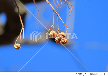 栴檀（センダン）の実 86683201