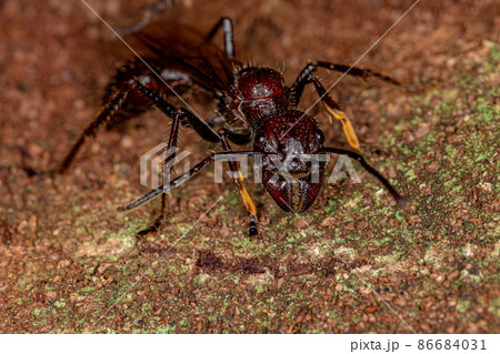 Adult Bullet Ant Queen Adult Bullet Ant Queen 86684031