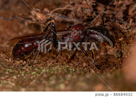 Adult Bullet Ant Queen 86684032